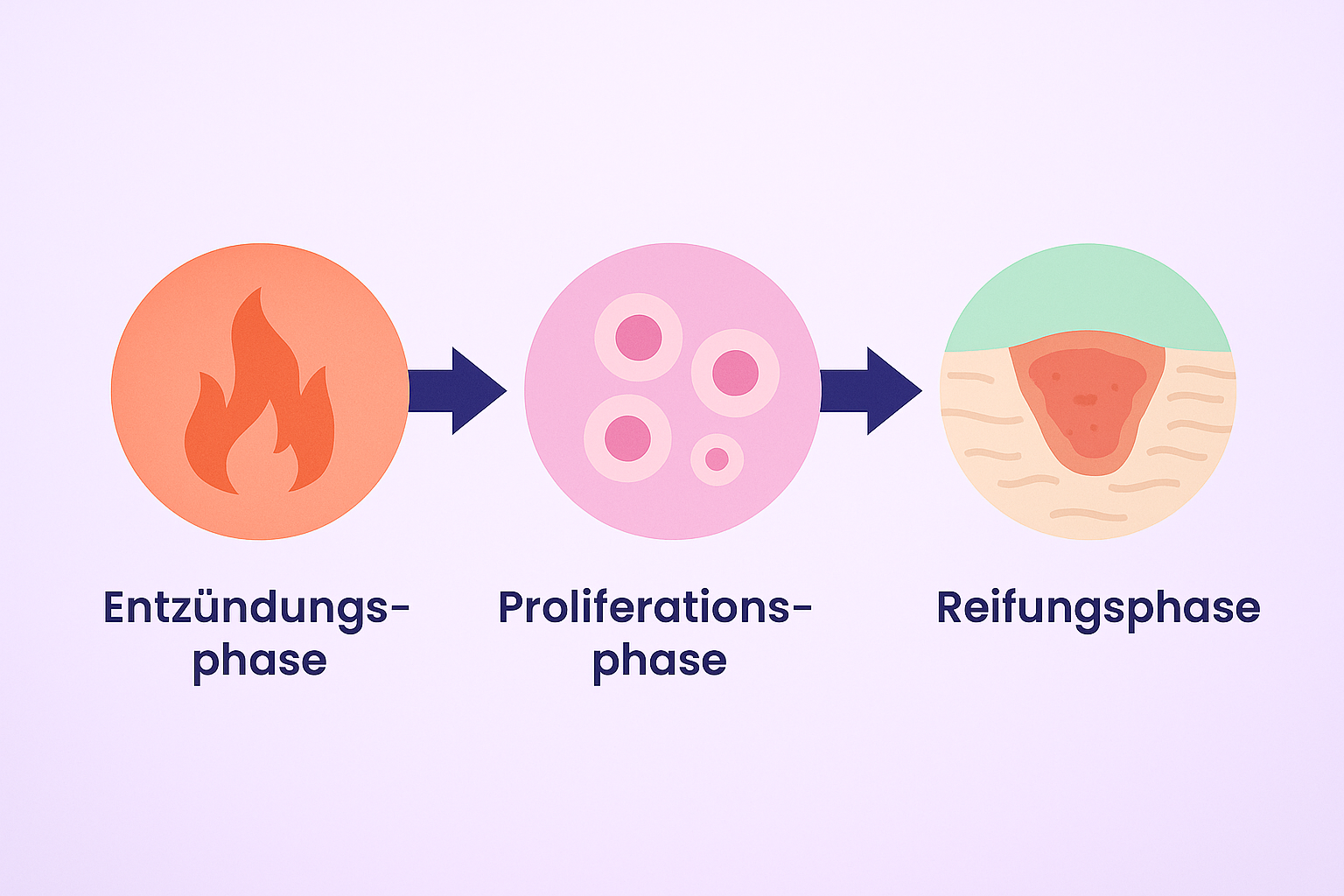 Wundheilungsphasen Grafik